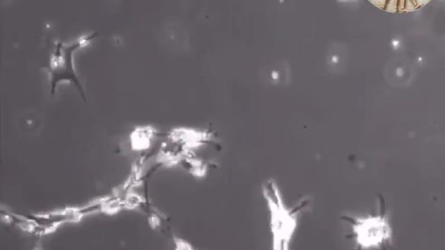 Нейроны умеют формировать новые связи 🧠 смотреть онлайн