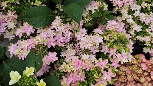 Цветочный рынок Краснодар 17 мая 2023 смотреть онлайн