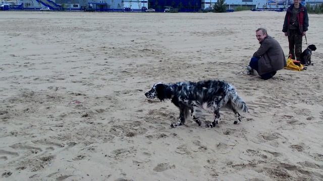 Охотник в действии. Английский сеттер смотреть онлайн