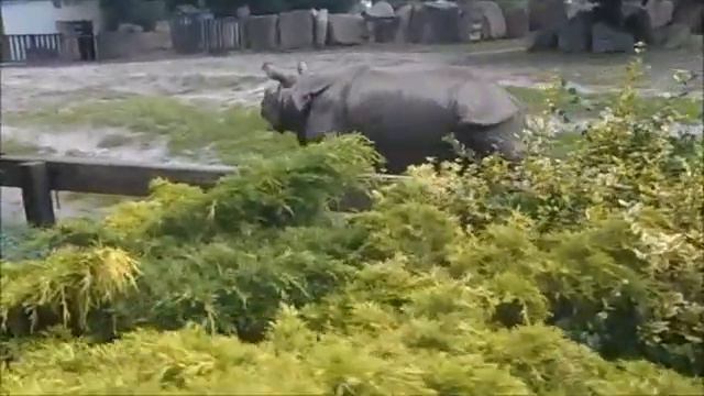 Белый Носорог White rhino смотреть онлайн