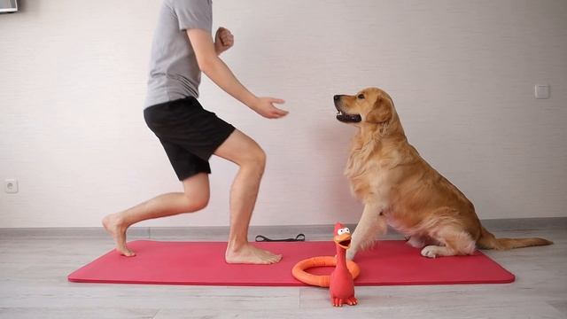 What a Workout With a Golden Retriever Looks Like... смотреть онлайн