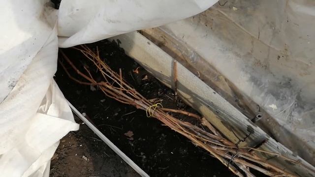 Апрель 2021 .Открываю виноград в Сибири .#виноградвСибири. смотреть онлайн