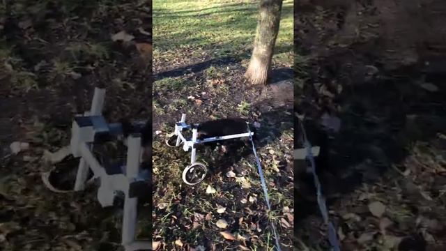 Собака инвалид в коляске