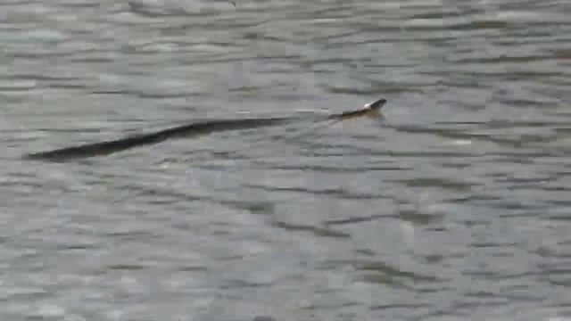 РЫБАЛКА НА ХОПРЕ. ПОЙМАЛ КАРАСЯ,ПОДУСТА,ЖЕРЕХА,БЕЛЕСТИКА,ПЛОТВУ И ГУСТЕРУ. смотреть онлайн