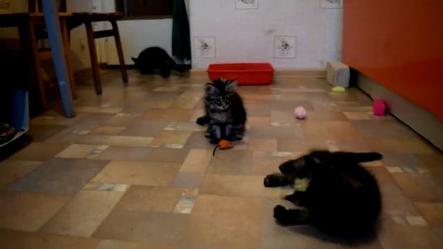 Котята мейн кун смотреть онлайн