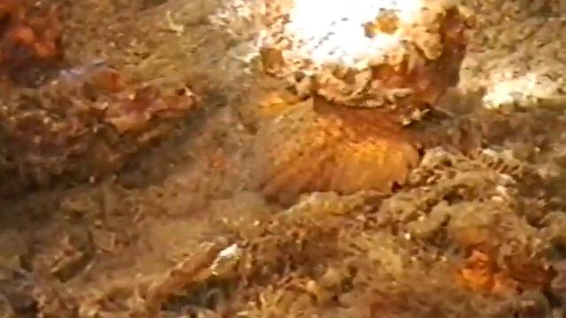 GANGGA ISLAND MANADO INDONESIA AGOSTO 2000 2°Parte Rip.SUB by Maurizio смотреть онлайн