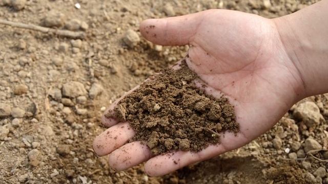 СДЕЛАЙТЕ ТАК, чтобы ОЧИСТИТЬ ПОЧВУ от болезней и вредителей! Делюсь своим секретом смотреть онлайн