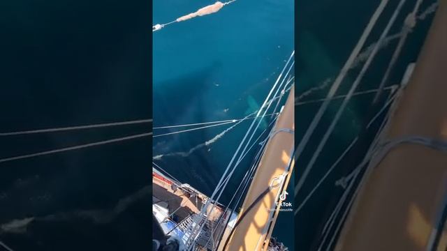 Basking Shark - Wildlife TikTok ? смотреть онлайн