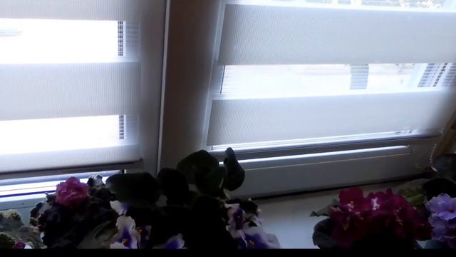 Сортовые фиалки, неприхотливые в уходе, порадуют своим цветением круглый год! смотреть онлайн