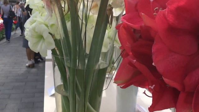 Keukenhof 2017 - Amaryllis parade I смотреть онлайн