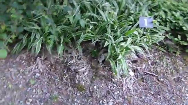 Rhododendron Society Park смотреть онлайн