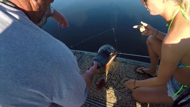 Florida Alligator Hunting - My FIRST time смотреть онлайн