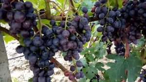 виноград "Клубничный"