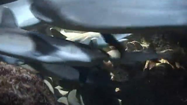 COCO DIVE,episode 2 смотреть онлайн