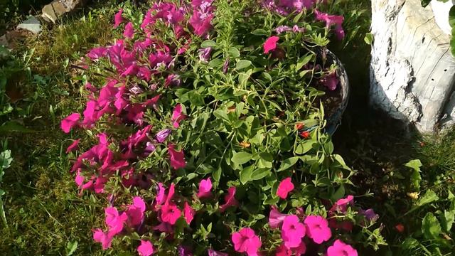 Уголок для души Петуния герань смотреть онлайн