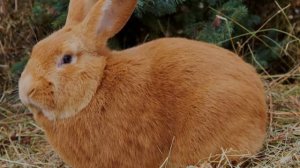 Бургундский кролик: описание породы и характеристика