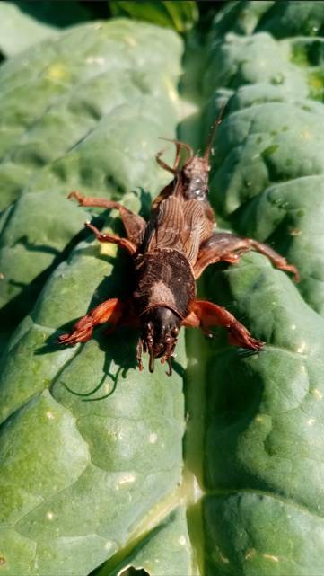 Как ИЗБАВИТЬСЯ от медведки НАВСЕГДА. смотреть онлайн