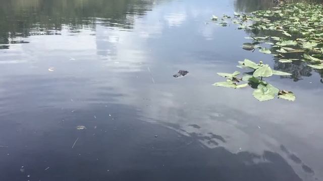 Крокодилы в Майами мешают ловить рыбу. смотреть онлайн