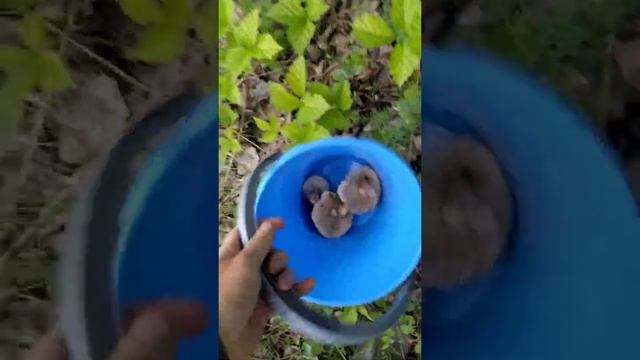 Грибалка,собираем обабки,нашли немного,сварили грибной суп,я его съела#деревенские жители