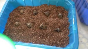 Пора высаживать ранункулюс, проращивание в вермикулите