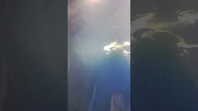 Afrykarium - Zoo Wrocław / Африкариум во Вроцлаве смотреть онлайн