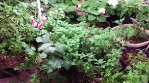 ?ВЕРБЕНА?Как храню зимой?Снимаю черенки?