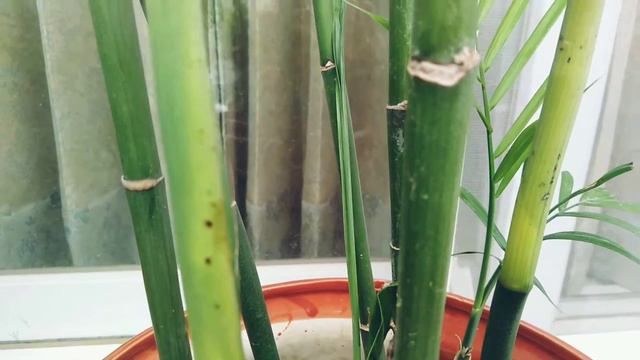 PARLOR PALM CARE || Chameadorea Elegans // पारलोर पाम की देखभाल कैसे करें??