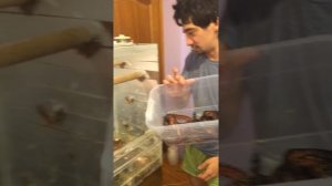 Разведение мадагаскарских древесных удавов Арслана Валеева