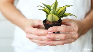 Сансевиерия голден ханни