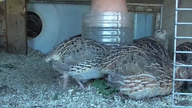 Перепелки, оптимально для дачи смотреть онлайн