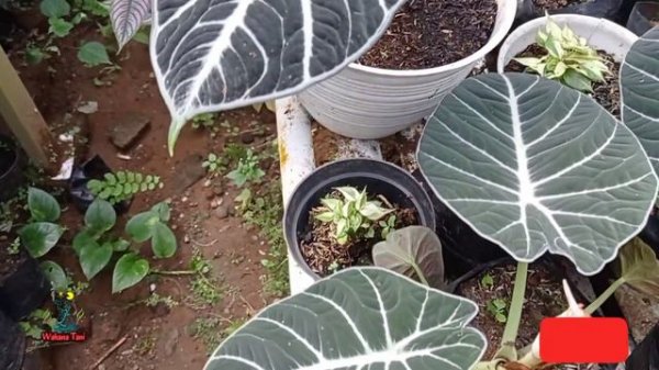 Alocasia Ninja vs Black Velvet