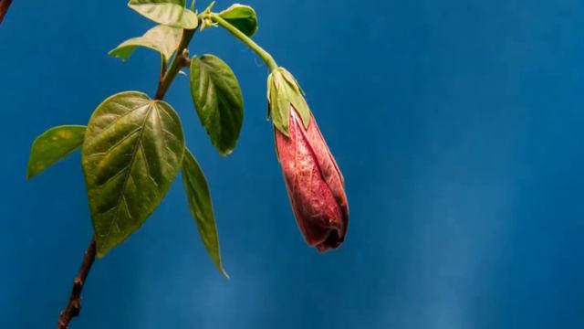 Defloration Opening Flower floration HD VIDEO смотреть онлайн