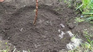 КАК МЫ ПОСАДИЛИ КОЛОНОВИДНУЮ ЯБЛОНЮ/сорт ,,ВИКТОРИЯ,, апрель 2022