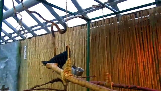 Violet turaco voice (Musophaga violacea) Exotic bird смотреть онлайн