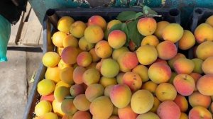 Астрахань 2020. Неповторимый колорит восточного базара в Астрахани - рынок Большие исады.