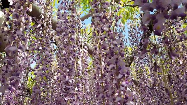 Асикага. Фиолетовая глициния 1 смотреть онлайн