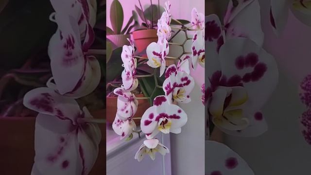 Phalaenopsis Clementine #orchid #орхидеи