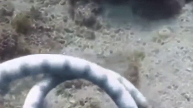 мурена или змей? смотреть онлайн