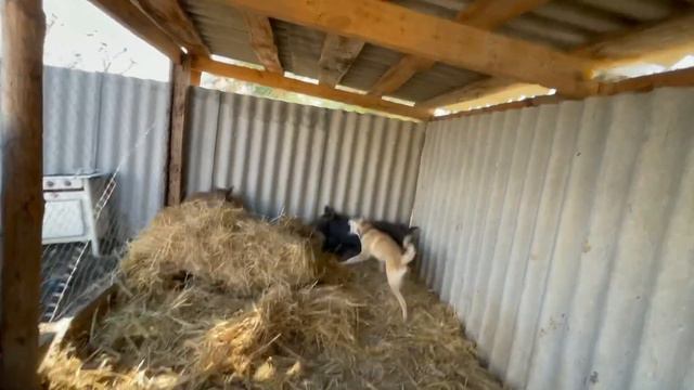 Продаются щенок волэнда рождённый 22 апреля смотреть онлайн