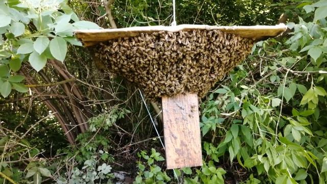 Снятия пчелиного роя с высокого дерева. смотреть онлайн