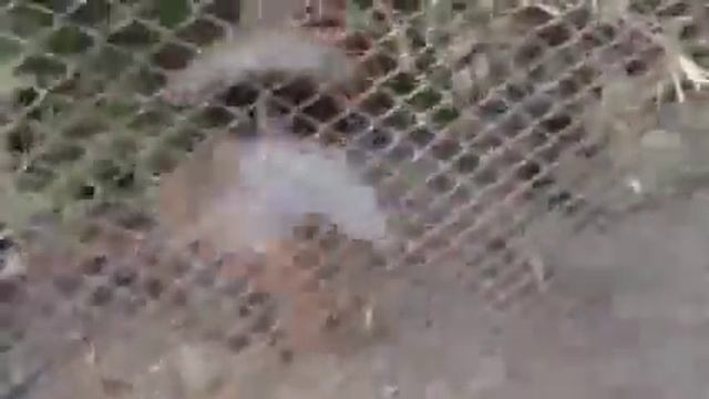 БЕЛКА ТАНЦУЕТ БРЕЙК ДАНС смотреть онлайн