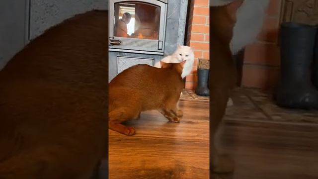 Битва котов-боксеров на лапах | Кошки дерутся | Драка кошачьих, угарные, смешные, угар, прикольные