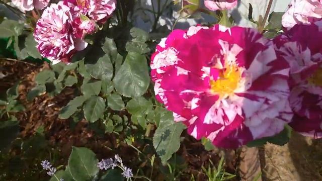 ИЗУМИТЕЛЬНОЕ ЦВЕТЕНИЕ ИСТОРИЧЕСКОЙ РОЗЫ Командан Баропер смотреть онлайн