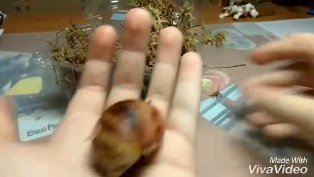 Новая улитка? смотреть онлайн