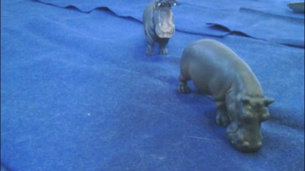 Animal Adventures' Studios Presents: Animal Face-Off: Hippo vs. Bull Shark