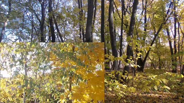 краски осени//the colors of autumn смотреть онлайн