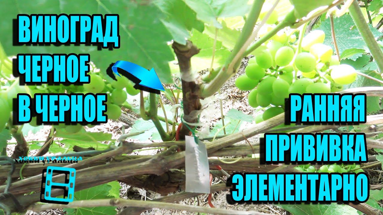 УСЛОВИЯ И ПРИВИВКА ВИНОГРАДА ЧЕРНОЕ В ЧЕРНОЕ ГЛАЗОМ И В РАСЩЕП. СЕВЕРНЫЙ ВИНОГРАДНИК 8-21 смотреть онлайн