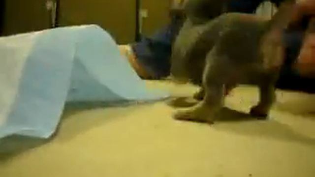 Micro The tiny blue teacup Chihuahua смотреть онлайн