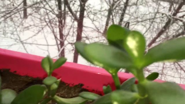 Пересадка Толстянки / Денежного дерева в домашних условиях (часть 2) смотреть онлайн