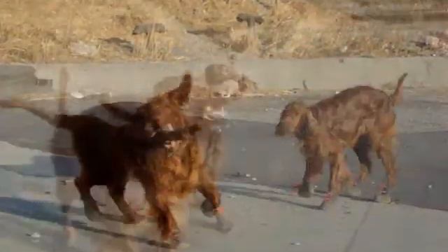 Гуляем в сеттер - обуви! .wmv смотреть онлайн